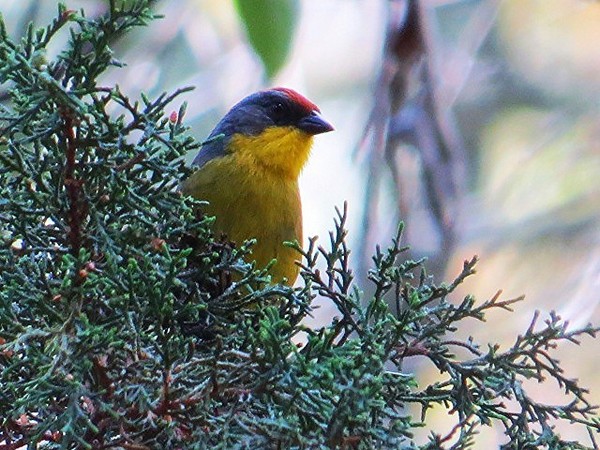 LE TOHI À CALOTTE ROUSSE, UN OISEAU ASSEZ MÉCONNU