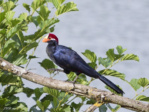 LE TOURACO VIOLET COURT SUR LES BRANCHES - VIOLET TURACO