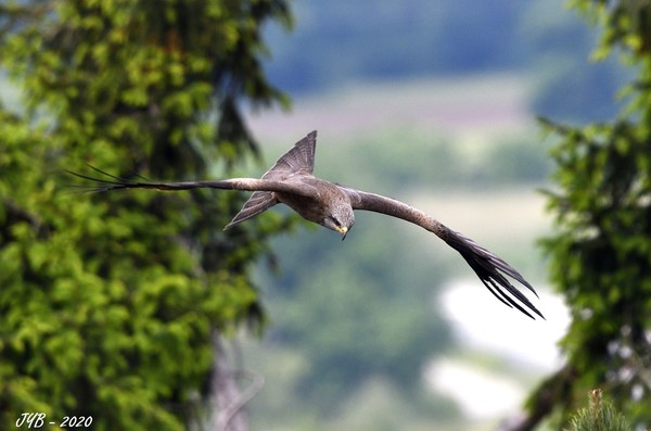 UN MILAN NOIR - BLACK KITE - MILVUS MIGRANS