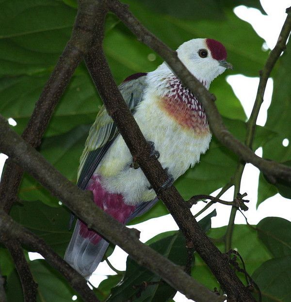 LE PTILOPE DE LA PÉROUSE UN OISEAU FORESTIER MAIS PAS QUE