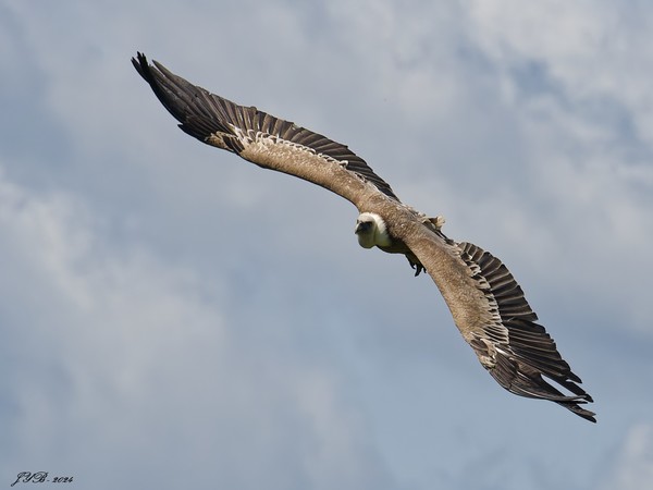 LE VAUTOUR FAUVE EN VOL - GRIFFON VULTURE