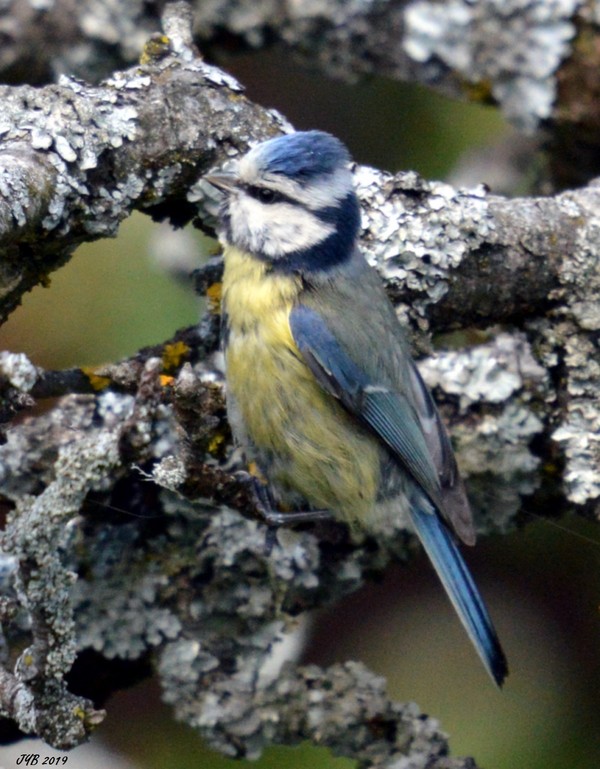 UNE MÉSANGE BLEUE-EURASIAN BLUE TIT-Cyanistes caeruleus