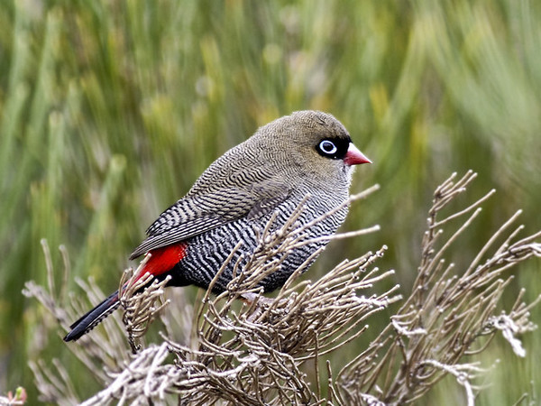 LE DIAMANT À OREILLONS ROUGES REDEARED FIRETAIL diamant oiseau