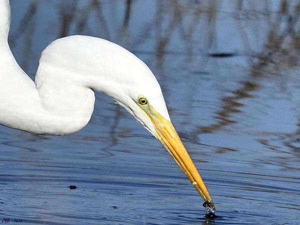 UNE GRANDE AIGRETTE GREAT EGRET ARDEA ALBA Centerblog