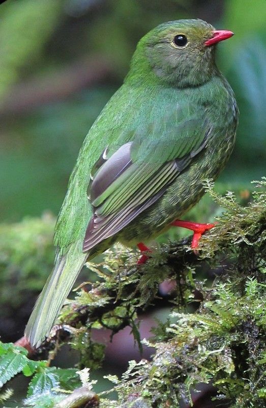 L'EURYLAIME ROUGE ET NOIR BLACK AND RED BROADBILL oiseau du vietnam