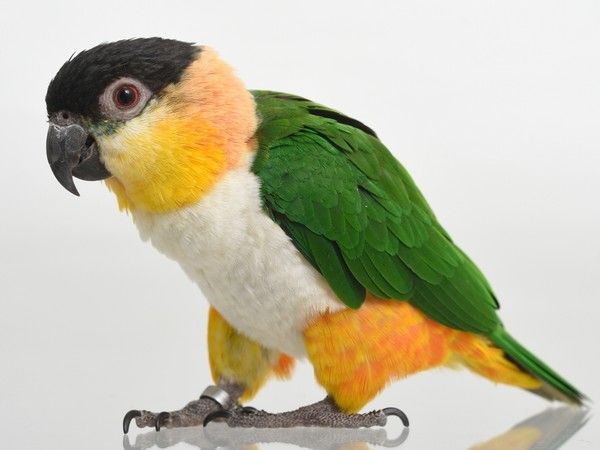 Le Caique Maipourri Black Headed Parrot