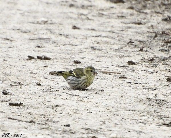 LE TARIN DES AULNES, UN GRANIVORE EN HIVER