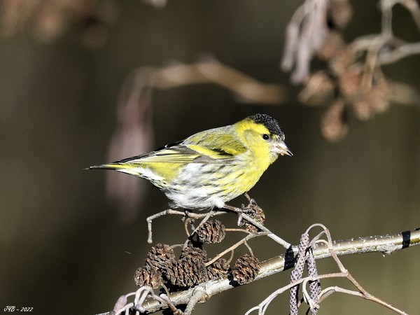 LE TARIN DES AULNES UN ACROBATE ? PAS TOUJOURS - SISKIN
