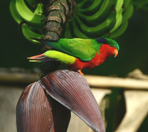 LE LORI DE KUHL- VINI KUHLII -KUHL'S LORIKEET
