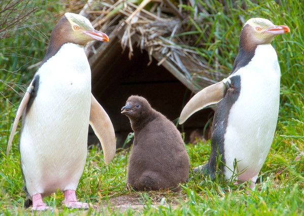POUR LE MANCHOT ANTIPODE, DUR D'ÉLEVER SES 2 JEUNES POUSSINS