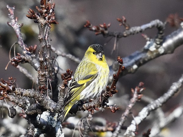 LE TARIN DES AULNES, UN PETIT OISEAU JAUNE - EURASIAN SISKIN