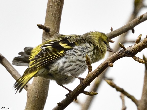 LE TARIN DES AULNES S'ÉBROUE - EURASIAN SISKIN