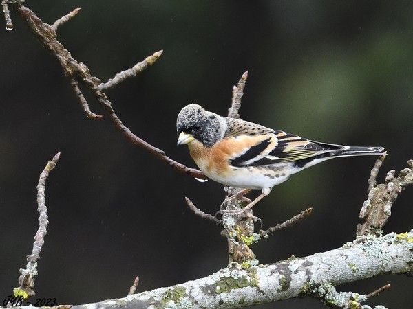 LE PINSON DU NORD, UN VISITEUR VENU DU FROID - BRAMBLING