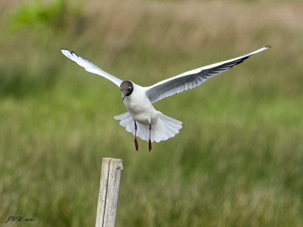LA MOUETTE RIEUSE - BLACK HEADED GULL - 