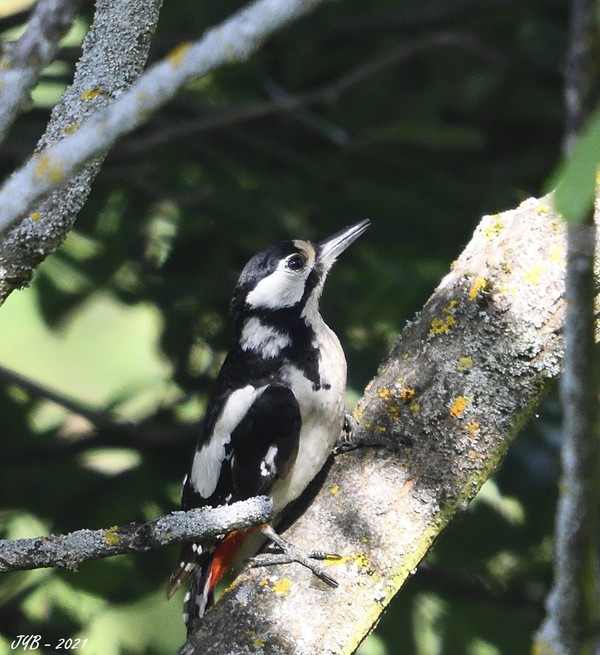 La Femelle Du Pic Peiche Dendrocopos Major