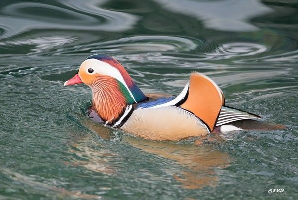 Canard Mandarin • Aix Galericulata • Élevage et vente de Mandarin