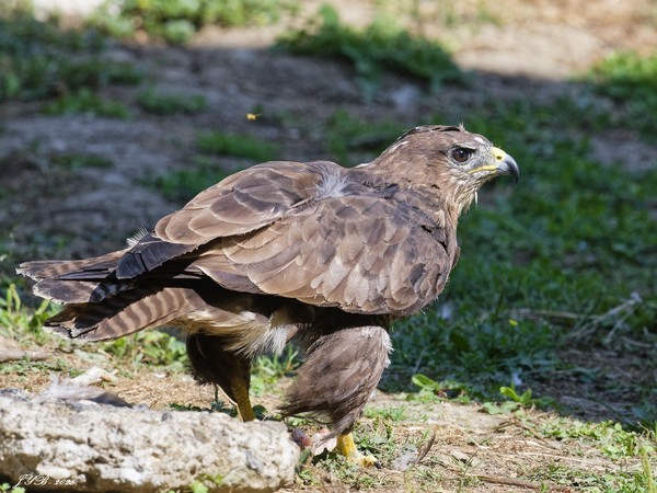 LA BUSE VARIABLE, UN RAPACE BIEN UTILE - COMMON BUZZARD