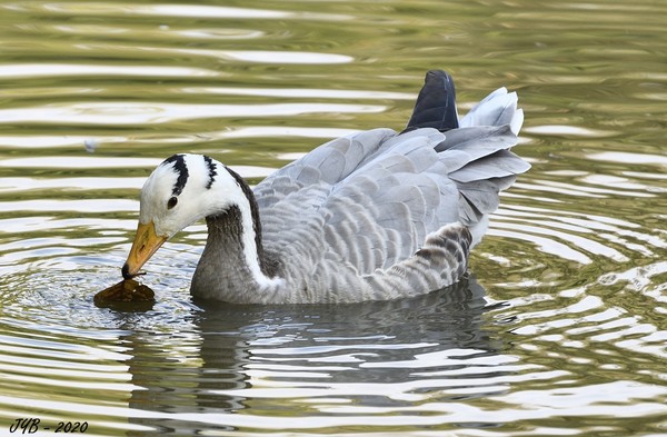 L OIE T TE BARR E BAR HEADED GOOSE Anser indicus