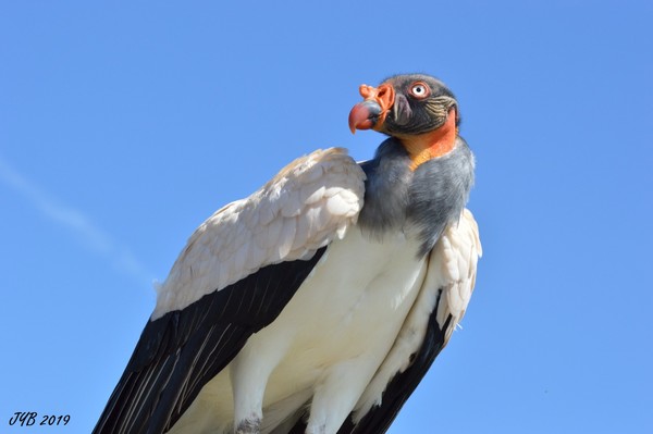 LE SARCORAMPHE ROI - SARCORAMPHUS PAPA - KING VULTURE