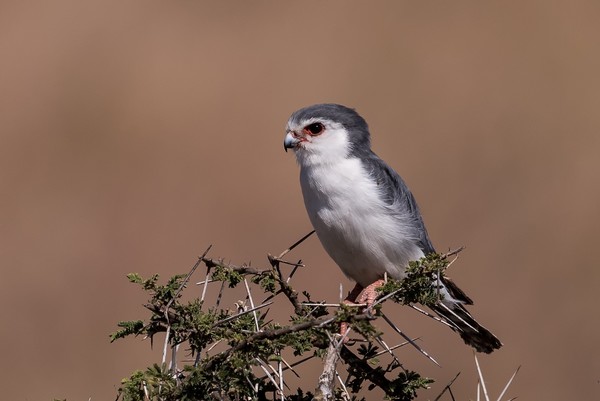 african pygmy falcon beak type