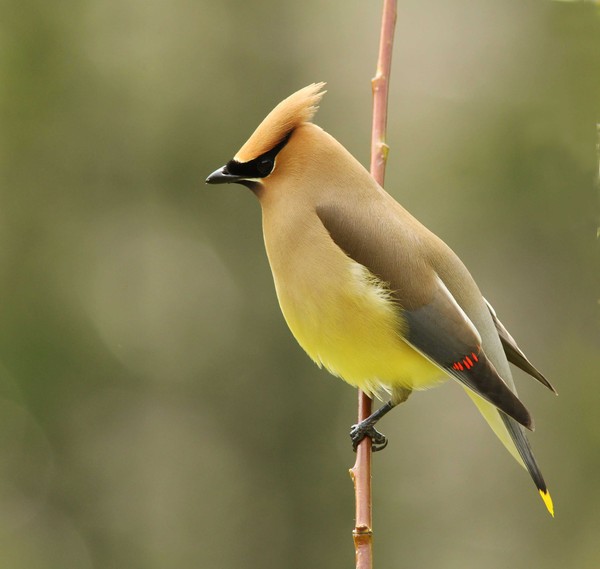 The Cedar Waxwing