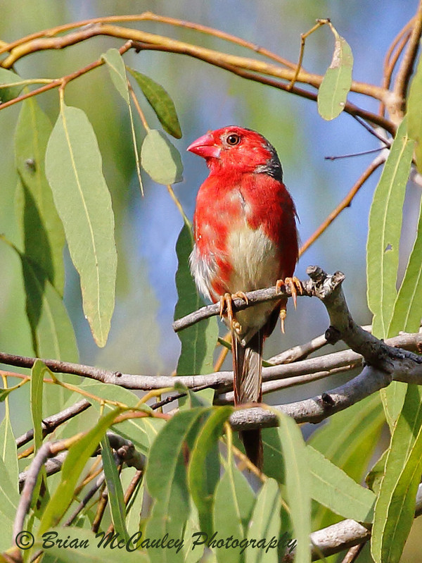 LE DIAMANT PHAÉTON À VENTRE BLANC - EVANGELINAE-