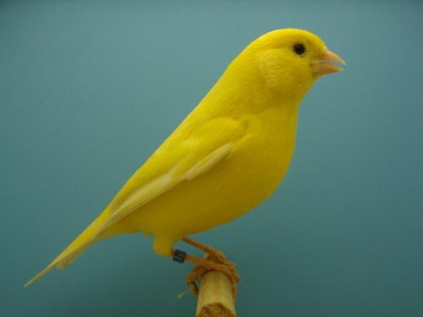 jaune canari