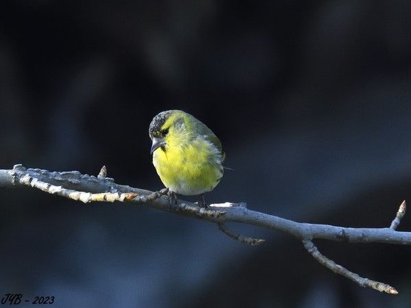 LE TARIN DES AULNES - Spinus spinus - EURASIAN SISKIN