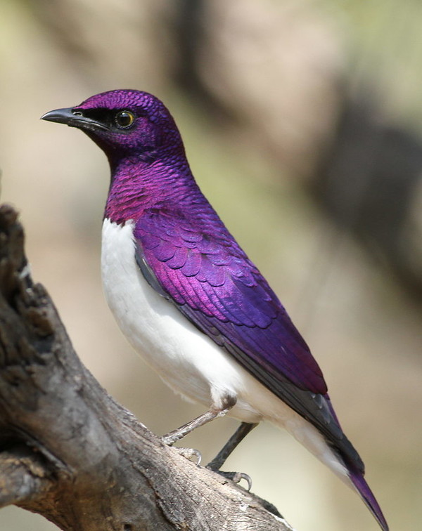 LE SPRÉO AMÉTHYSTE - VIOLET-BACKED STARLING