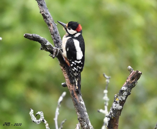 un-pic-peiche-dendrocopos-major-great-spotted-woodpecker