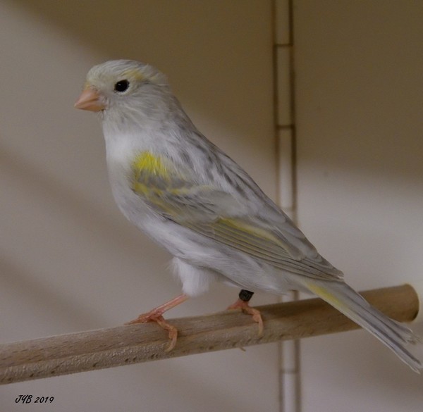 jaune canari jaune canari