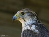 LE FAUCON SACRE, UN CHASSEUR REDOUTABLE-SAKKER FALCON