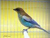 LE CALLISTE À DOS MARRON MÂLE - CHESTNUT-BACKED TANAGER