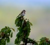 UN CHARDONNERET DANS LE CERISIER-GOLDFINCH 