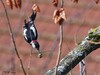 LE PIC ÉPEICHE, OISEAU DU JARDIN - GREAT SPOTTED WOODPECKER