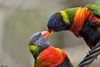 LE LORIQUET DE SWAINSON OU LORIQUET ARC-EN-CIEL