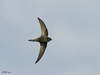 LE MARTINET NOIR - COMMON SWIFT - Apus apus
