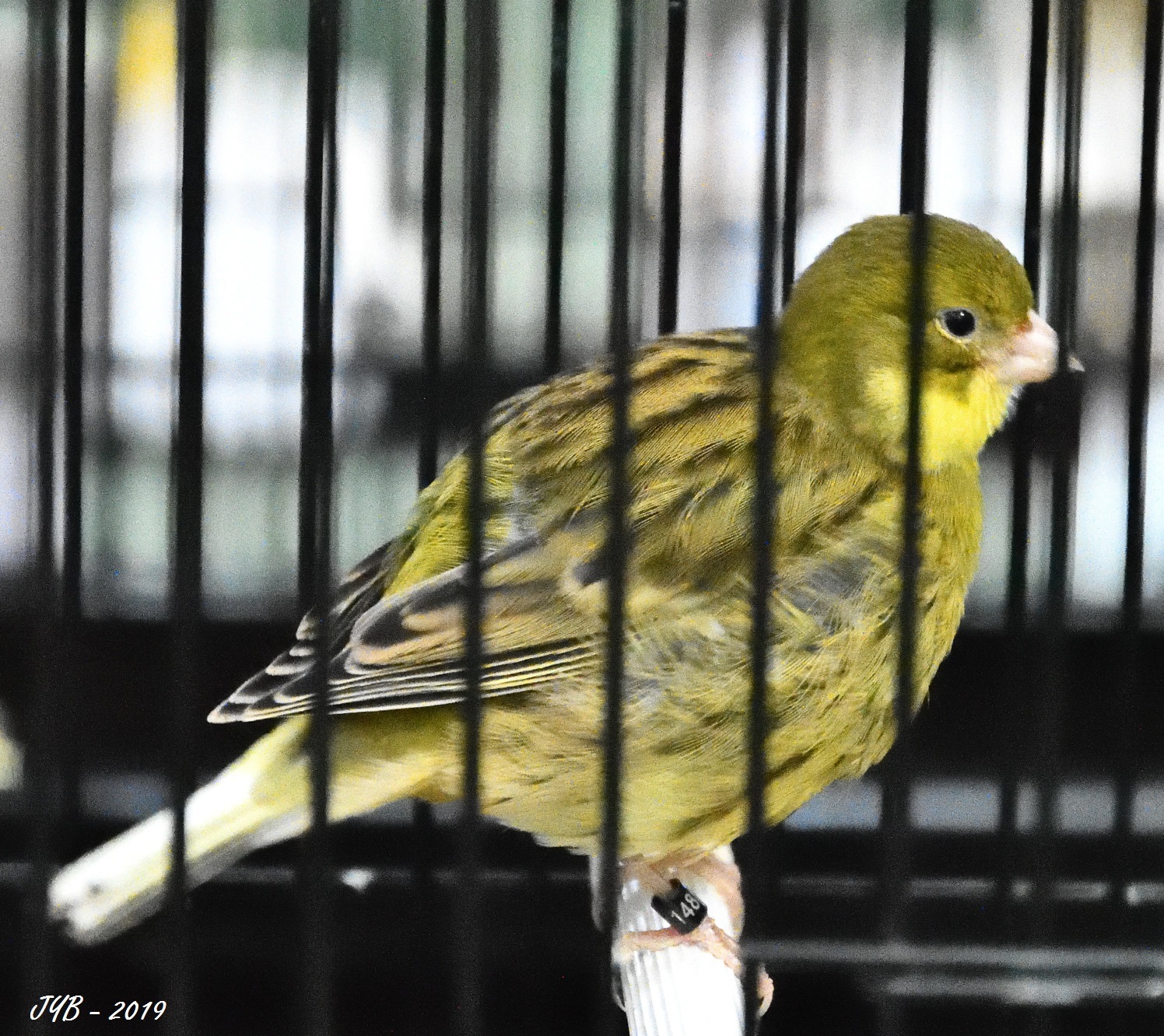 CANARI FIFE FANCY - FIFE FANCY CANARY