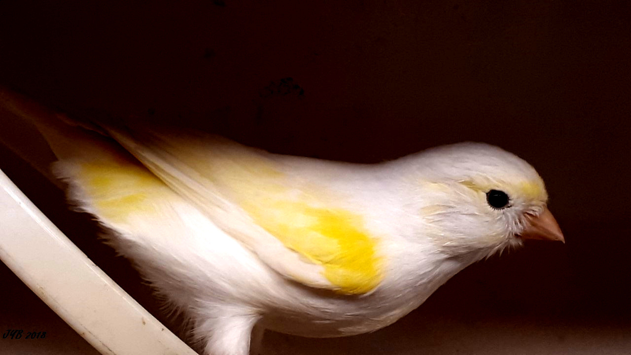 jaune canari jaune canari