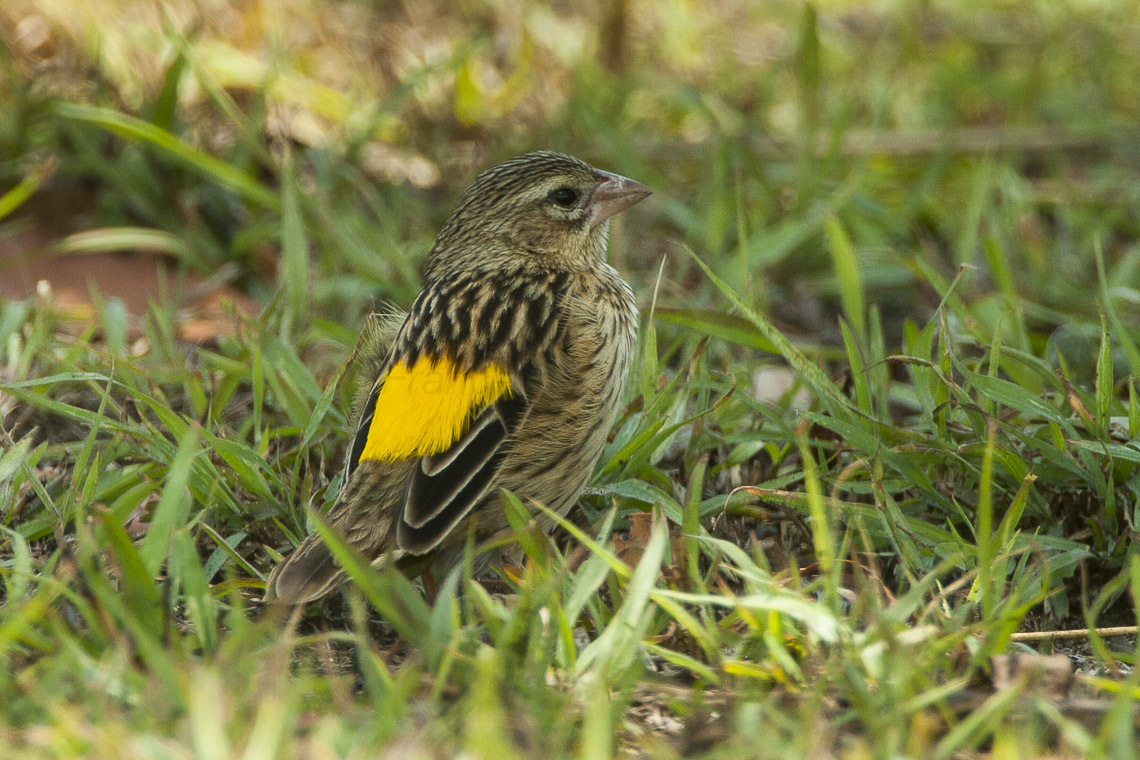 LE SERIN DE REICHENOW MANGE DES GRAMINÉES