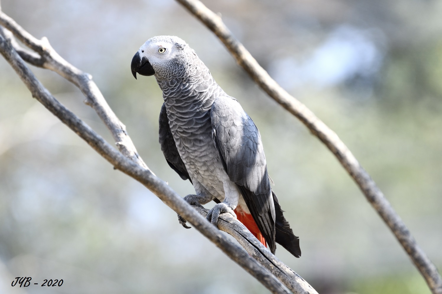 Un Perroquet Jaco Psittacus Erithacus Grey Parrot