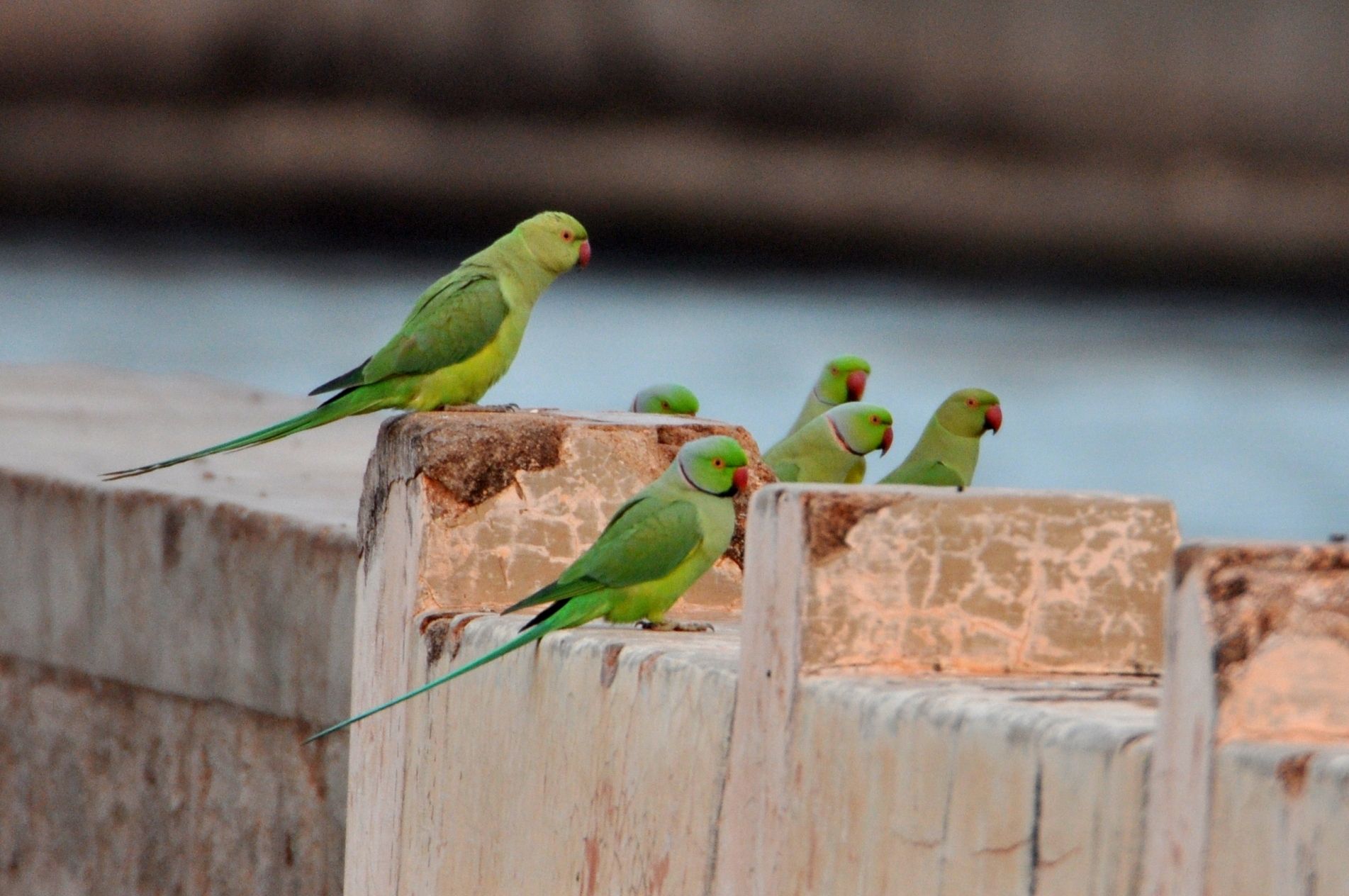 LA PERRUCHE À COLLIER, OISEAU GRÉGAIREROSERINGED PARAKEET