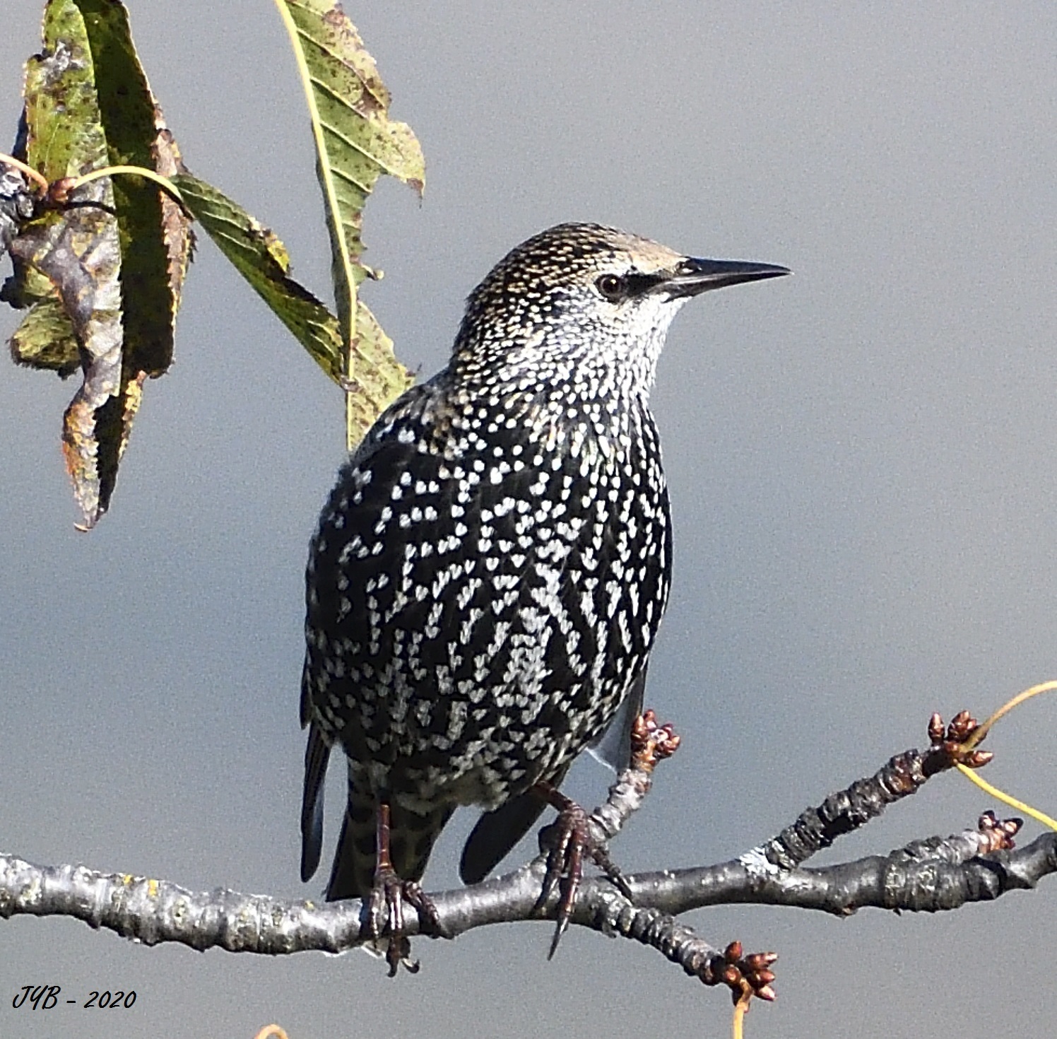 UN TOURNEAU SANSONNET COMMON STARLING Sturnus Vulgaris UN TOURNEAU SANSONNET COMMON STARLING Sturnus Vulgaris
