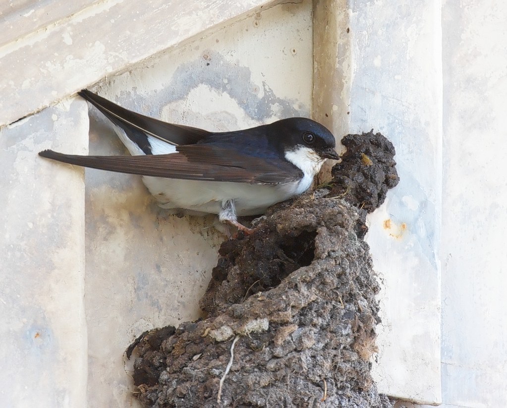 UN HABITAT VARIÉ POUR L'HIRONDELLE DE FENÊTRE