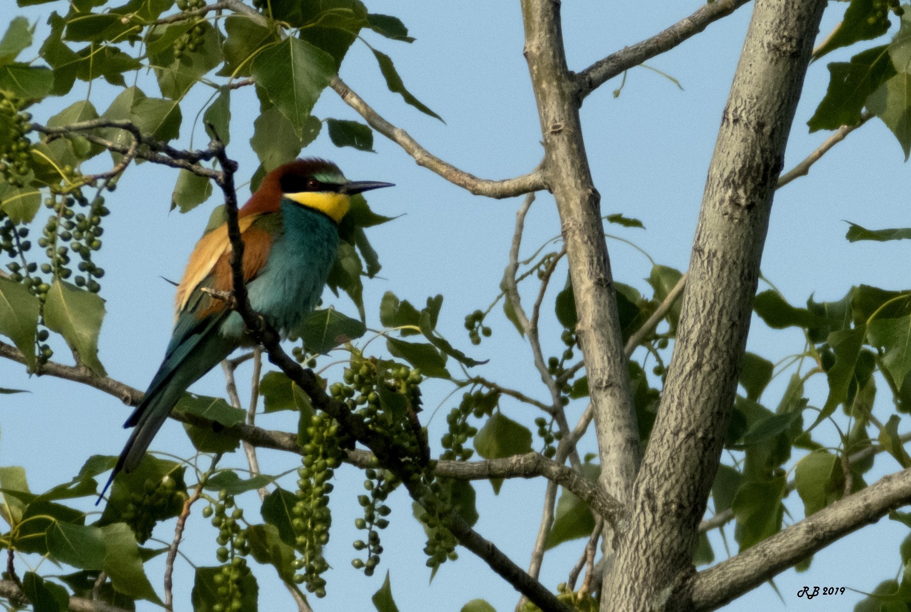 guepiers rolliers - Page 2