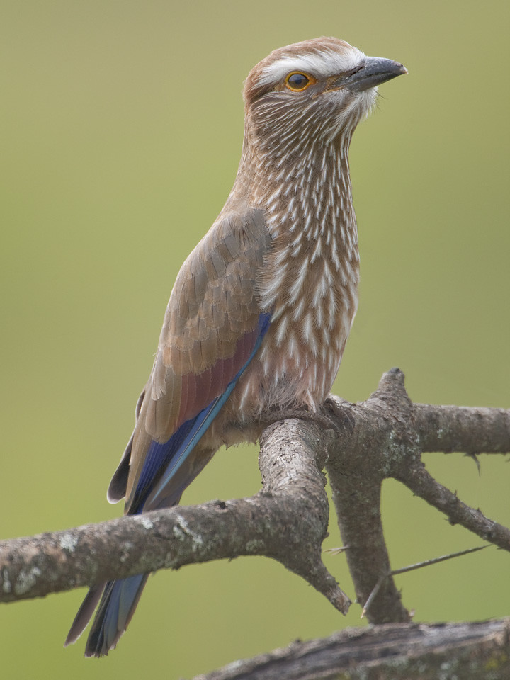 LE ROLLIER VARIÉ, UN OISEAU ENCORE ASSEZ COMMUN