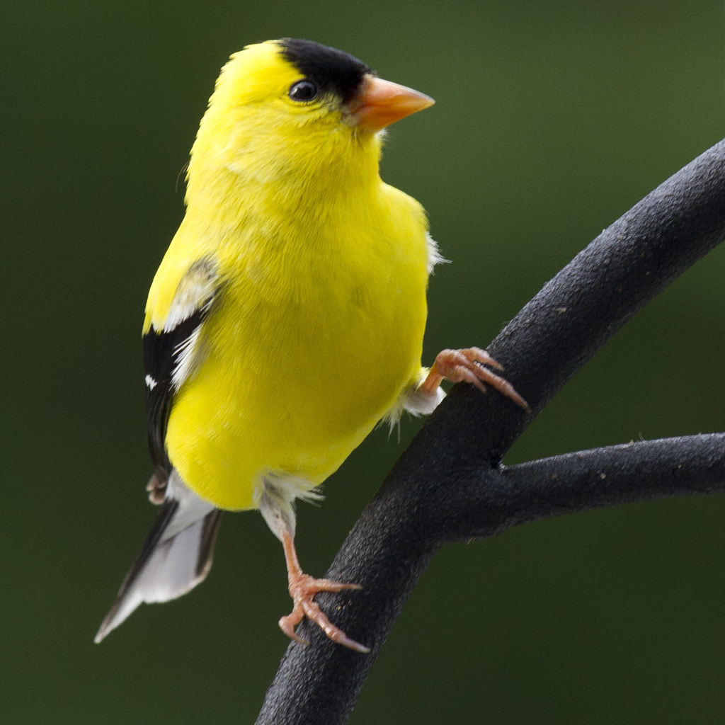 LE TARIN TRISTE- UNE VIE COMPLIQUÉE ? AMERICAN GOLDFINCH