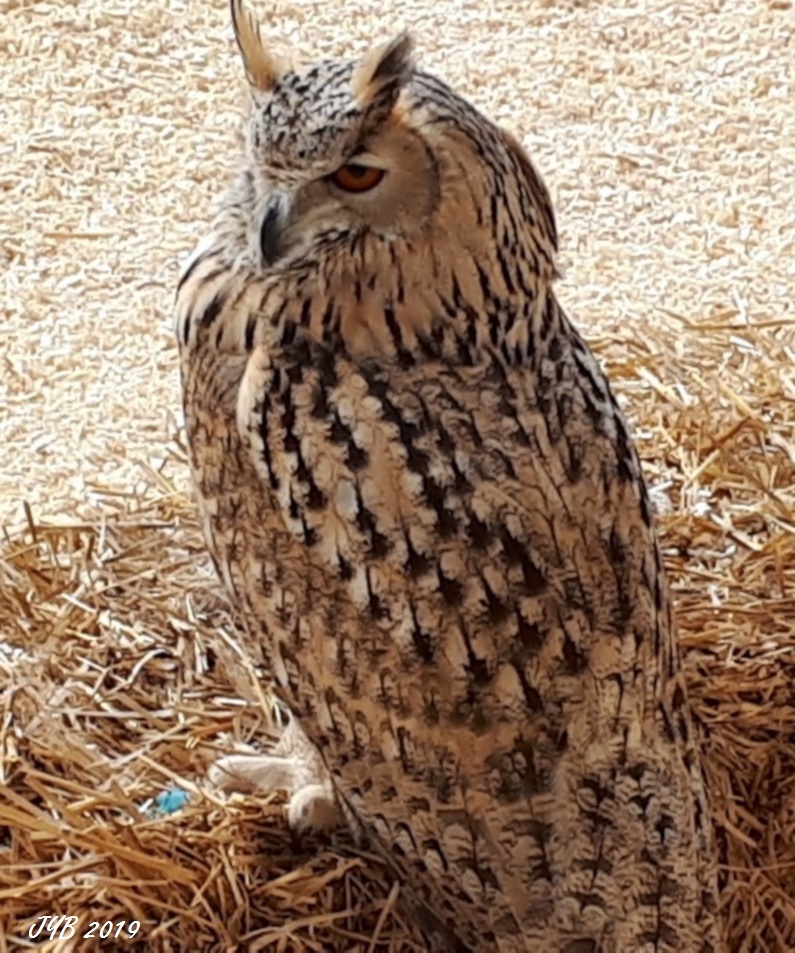 UN GRANDDUC DE SIBERIE A WESTERN SIBERIAN EAGLE OWL