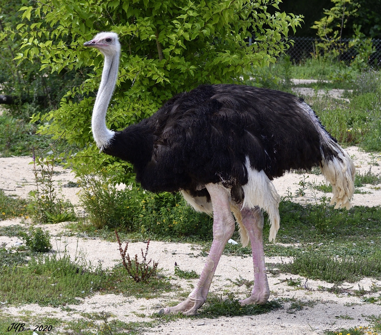Animal Qui Ressemble A Une Autruche LES OISEAUX DU FAUCIGNY - Page 6