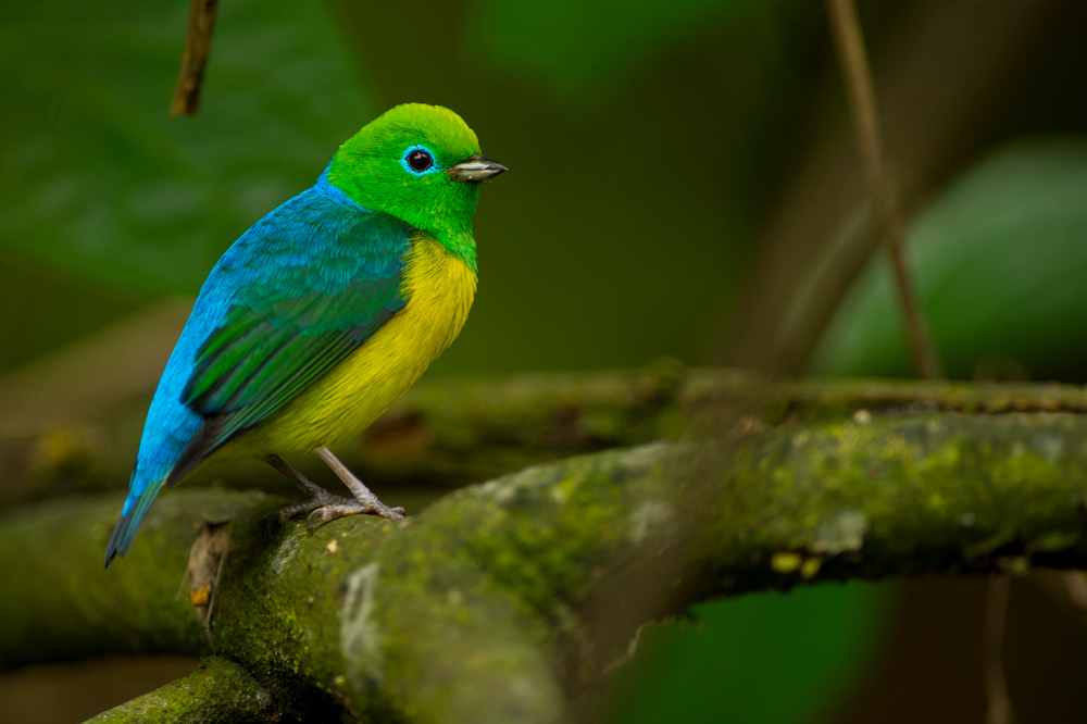 Oiseau D Amérique Du Sud 7 Lettres